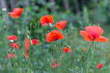 Fototapeta Maki - Red poppies field, remembrance day symbol