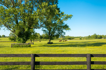 Wall Mural - Green pastures of horse farms. Country summer landscape.