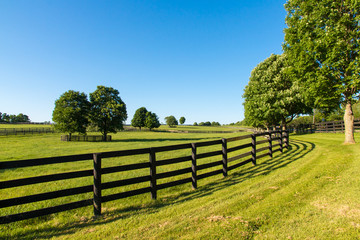 Wall Mural - Green pastures of horse farms. Country summer landscape.