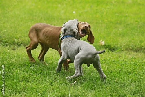 Fotografia Two young funny cute puppies - silver grey Weimaraner dog and red golden Hungari