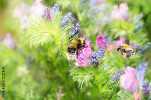 Wildbiene oder Hummel an Natternkopf