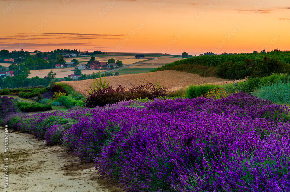 Fresh lavender field at sunset - obrazy, fototapety, plakaty 
