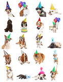 Fototapeta Przeznaczenie - Collection of Birthday Party Dog Photos