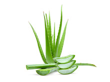 Clump Of Green Aloe Vera Plant Isolated On White Background
