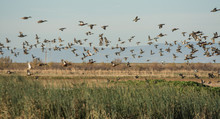 Various Group Of Ducks Taking Flight Over Wetlands