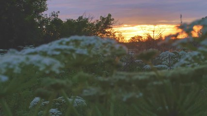 Wall Mural - morning meadow with sunrise sky on background