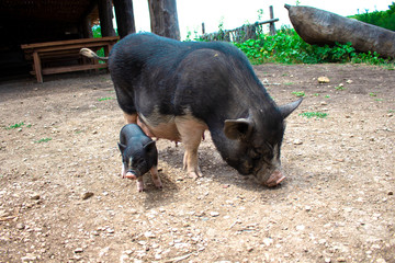 .pig and piglet