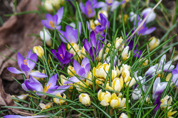 Crocus