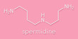 Spermidine molecule. Skeletal formula.