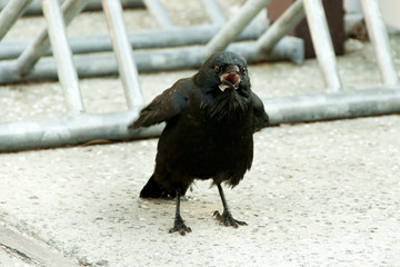 Australian Raven - Perth