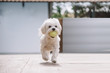 white maltese bichon dog playing with ball in mouth