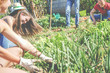 Friendly team harvesting fresh vegetables in the community greenhouse garden