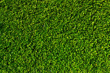 Natural Green Leaves Wall Background