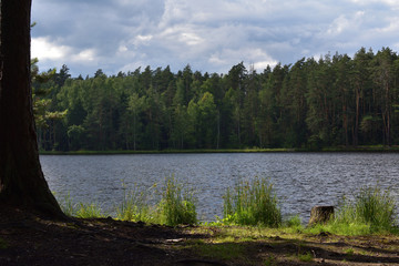 natural landscape with a forest lake on a background of blue sky with clouds