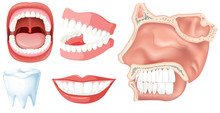 A Set Of Human Teeth