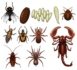 Sticker - A Set of Insect