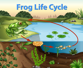 Wall Mural - Science of Frog Life Cycle