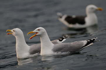 Herring gull pair calling, north sea, romsdalsfjord, norway (larus argentatus)