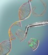 © Science RF - CRISPR gene editing, conceptual illustration