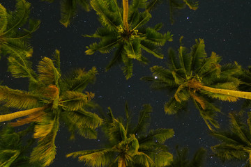 Wall Mural - Tropical palm trees bottom view on starry night sky background