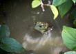 A green bullfrog with large eyes emerges from the water in a murky swamp.
