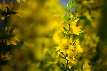 yellow flowers