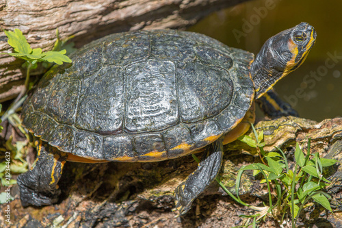 Gelbwangen Schmuckschildkröte, GelbbauchSchmuckschildkröte (Trachemys