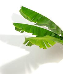 Wall Mural - Banana leaf and shadows on a white background.