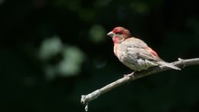 Red Headed Finch
