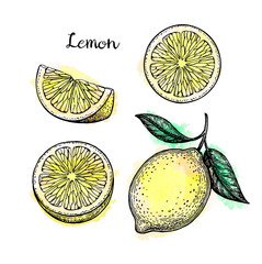 Wall Mural - sketch of lemon.