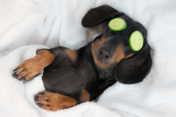 dog dachshund, black and tan, relaxed from spa procedures on face with cucumber, covered with a towe
