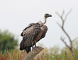 Close up of an African White-backed Vulture