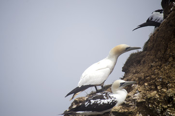 Pair of Gannets on Cliff Edge