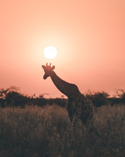 Sunset Giraffe.