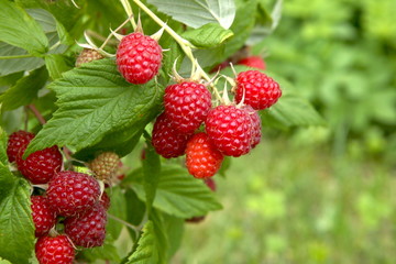 branch of ripe raspberries in garden. red sweet berries growing on raspberry bush in fruit garden.