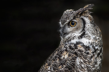 a close up profile portrait of a canadian great horned owl looking over to a black background on the
