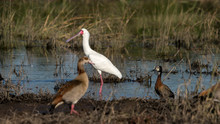 An African Spoonbill, Egyptian Goose And Duck In A Marsh Along The Chobe Rive In Botswana. 