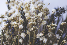 Dried Up Flowers Free Stock Photo - Public Domain Pictures