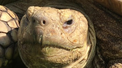 large brown turtle's face close up in bright sunlight with dark eyes blinking and occasional head mo