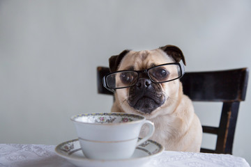 Wall Mural - Cute pug wearing glasses and sitting at a table having tea