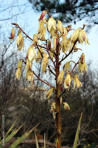 Yucca Flower Plant In Cold Winter Day With Partially Dried Flowers On Blue Sky And Dried Trees Background Stock Photo Adobe Stock