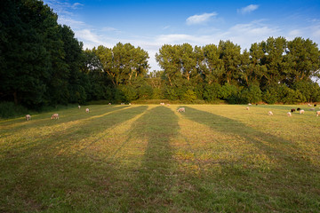 Many beautiful sheep pasture in the green field and tree shadows