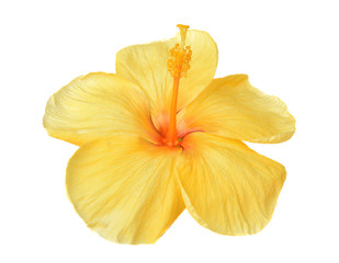 yellow hibiscus isolated on white background