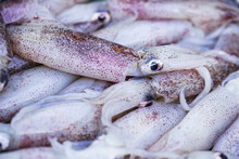 Red Squids Closeup At The Local Market 

