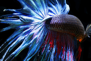 Wall Mural - close up of Siam betta fighting fish,Betta splenden