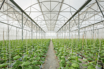 Wall Mural - cucumber plant growing in greenhouse