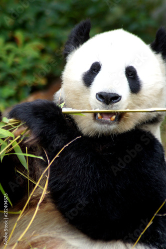 Plakat wielki niedźwiedź panda z bambusem w łapę