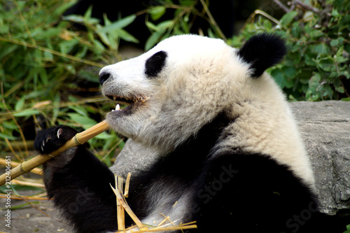 Plakat wielka panda jedząca bambus