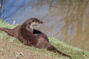 Wall Mural - European Otter on a river bank