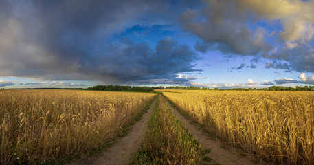 Wall Mural - beautiful, at the same time dramatic storm clouds over the field at sunrise